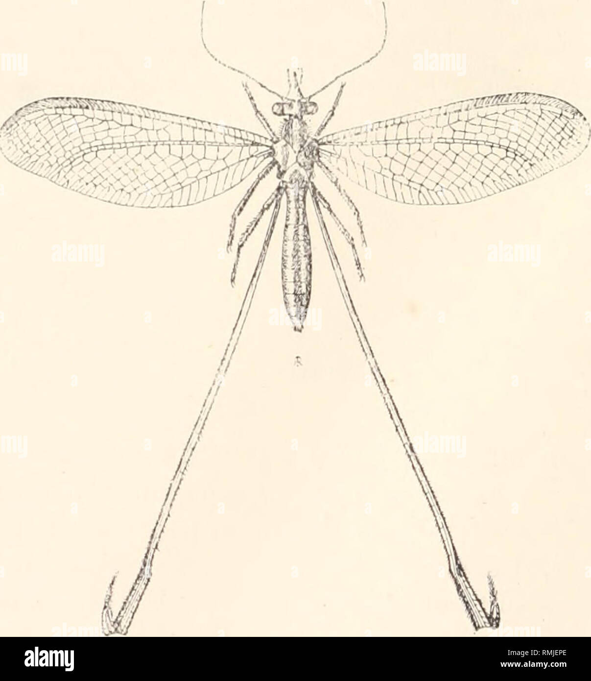 . Annals of the South African Museum. Annale van die Suid-Afrikaanse Museum. Natural history. 36 Annals of the South African ^1 use inn. Length of body (?) 47 mm. ; of fore-wings expanded 138 mm.; of hind-wings 128 mm. Hab. Cape Colony (Oudfcshoorn), Eev. J. O'Neil. SUL-FAMILY NEMOPTEEIDES. GEN. NEMOPTEKA, Latr. NEMOPTEKA (EKETMOPTERA) KARROOA, n. sp. 9 . Flavous, variegated with light buff on the neck and thorax ; abdomen buff but with a light flavous median band on the dorsal part; ventral part pinkish, and having a lateral narrow yellow band. Antennae equal in length to two-thirds of the wi Stock Photo