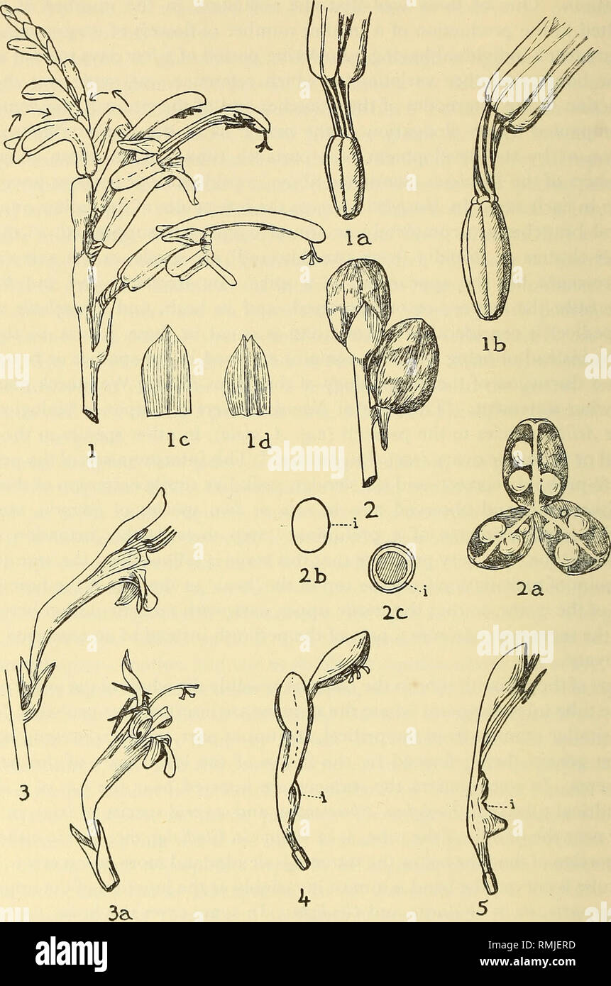 Annals Of The South African Museum Annale Van Die Suid Afrikaanse Museum Natural History Ann S Afr Mus Vol Xl Plate Xxiii 1 2 Chasmanthe Aethiopica L N E Br I Spike