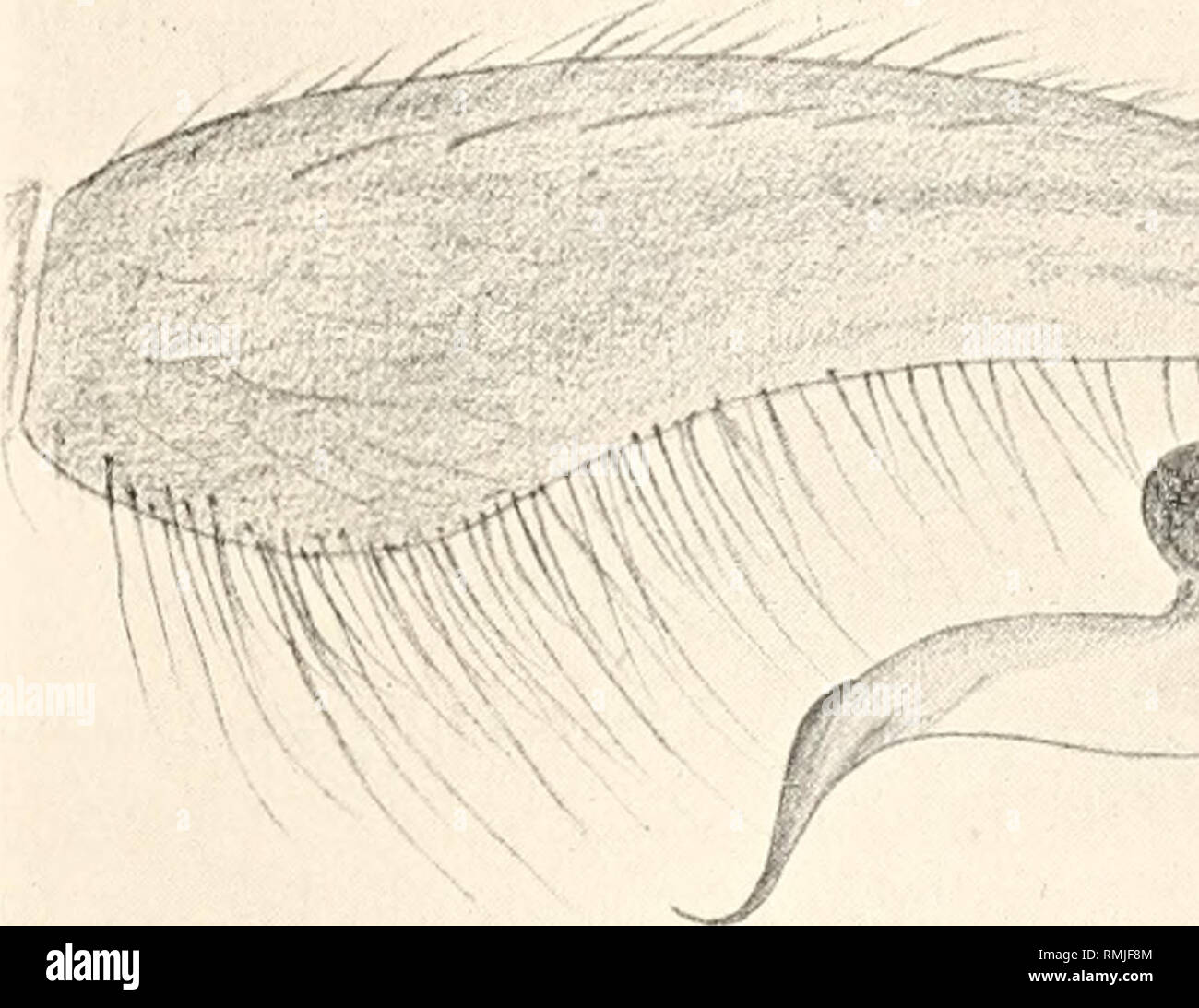 . Annals of the South African Museum. Annale van die Suid-Afrikaanse ...