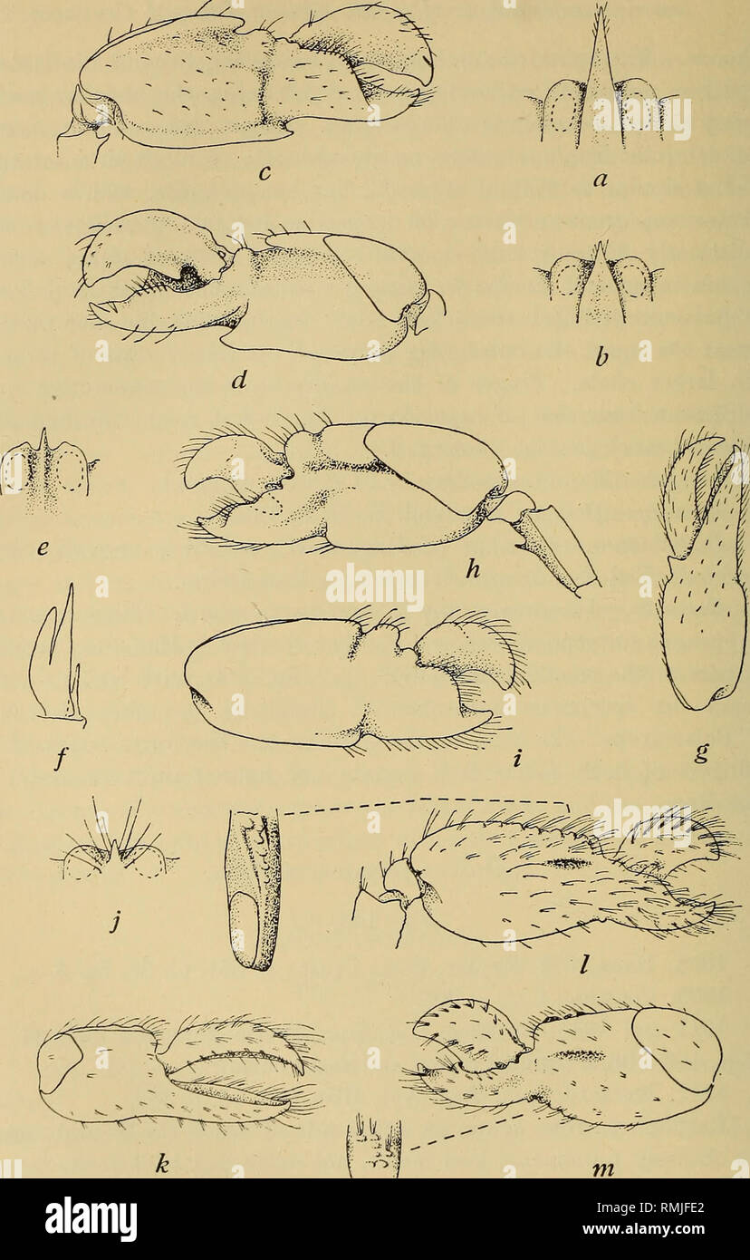 . Annals of the South African Museum = Annale van die Suid-Afrikaanse Museum. Natural history. Fig. 143.—Alpheus bisincisus de Haan. a, b, dorsal view of front of &lt;$ and $ respectively, c, d, upper and lower surfaces respectively of large chela &lt;$. Alpheus parvirostris Dana, e, dorsal view of front. /, antennal scale, g, small chela &lt;$. h, i, lower and upper surfaces respectively of large chela (J. Alpheus luciae Brnrd. j, dorsal view of front, k, lower surface of small chela &lt;$. I, m, upper and lower surfaces respectively of large chela &lt;$, with vertical views of outer and inne Stock Photo