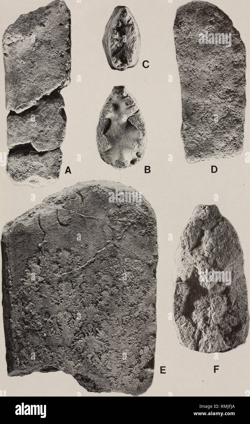 . Annals of the South African Museum = Annale van die Suid-Afrikaanse Museum. Natural history. CRETACEOUS FAUNAS FROM SOUTH AFRICA 253. Fig. 51. Eubaculites simplex (Kossmat, 1895). A. SAS H163D/3 from Bed 4 (D). B. SAS Z2204m. C-D. SAS H163C/4 from Bed 3 (C). E-F. SAM-PCZ7939 from Bed 7 (G). All from locality 20, Zululand, St Lucia Fm, Maastrichtian I—II. All x 1.. Please note that these images are extracted from scanned page images that may have been digitally enhanced for readability - coloration and appearance of these illustrations may not perfectly resemble the original work.. South Afri Stock Photo