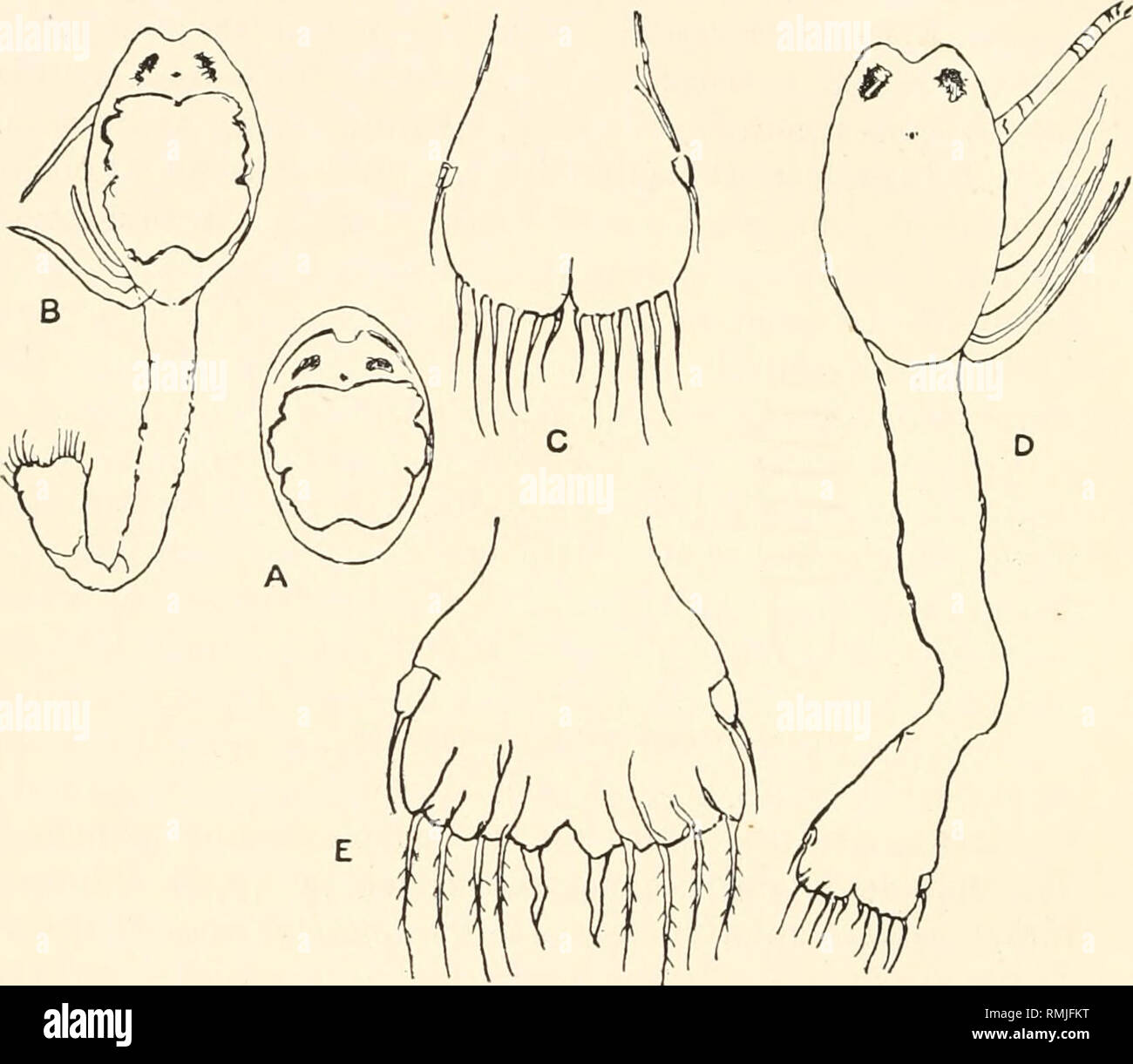 . Annals of the South African Museum. Annale van die Suid-Afrikaanse Museum. Natural history. 46 Annals of the South African Museum. Specimens from the third, fifth, and eighth stations are all of comparatively small size and have reddish brown eyes, while in specimens from the other stations, whether large or small, the eyes are black. A specimen from the third station, with the rostrum perfect, shows that arrangement of its den- ticulation which Bate describes and figures for his Japanese species N. longirostris, the dorsal teeth very numerous, to the rear closely packed, but widely separate Stock Photo