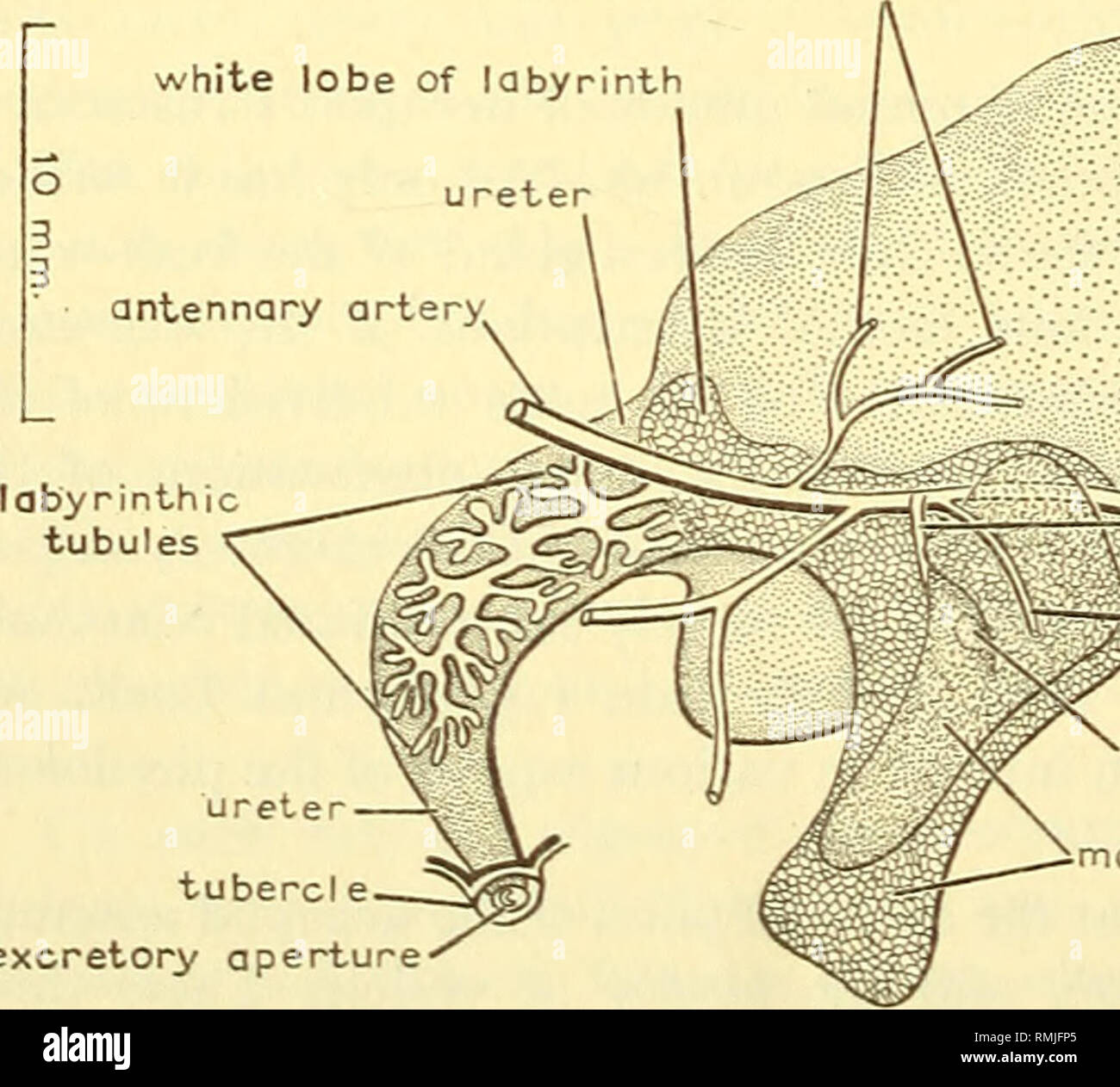 . Annals of the South African Museum = Annale van die Suid-Afrikaanse Museum. Natural history. d igestive gland (dorsal lobe) digestive gland (anterior lobe) carapace an*er or mandibular apodeme otor muscle of antenna ma n lobe of lobyrmth tubercle Fig. 38. Diagram of left antennal gland /;; situ. excretory products to the exterior is effected by the ureter, which is continuous with the bladder and discharges on an excretory tubercle at the base of the antenna. The arrangement of the parts is variable, especially in the Macrura Reptantia and, although the antennal gland of Astacus is sometimes Stock Photo
