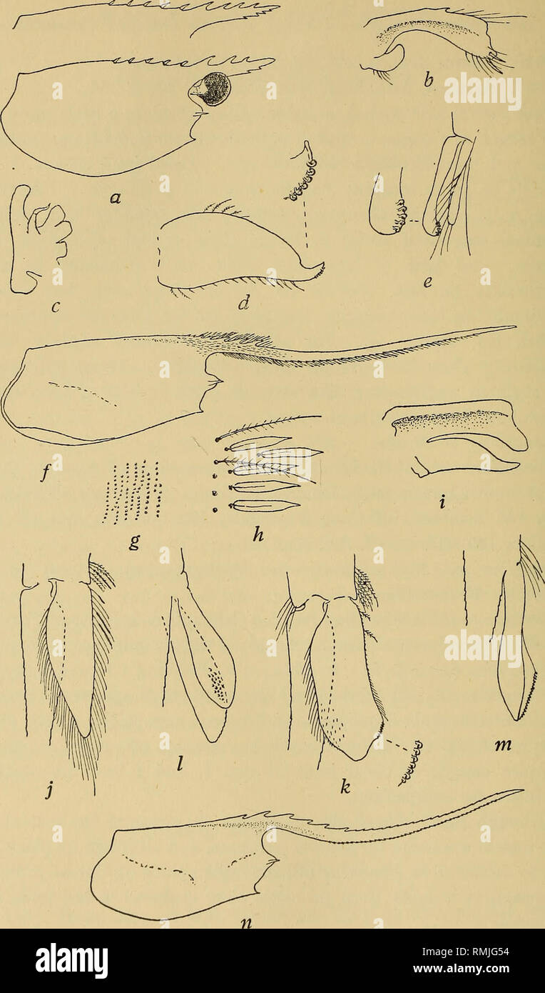 . Annals of the South African Museum = Annale van die Suid-Afrikaanse Museum. Natural history. Fig. 126.—Pandalina brevirostris (Rathke). a, carapace, with dorsal profile of another specimen, b, basal joint of ant. 1. c, maxilla 2, setae omitted, d, endopod of pleopod 1 cJ. e, appendix interna and appendix masculina on pleopod 2 $. Plesionika marlia (M. Edw.). /, carapace, g, portion of surface of integument. h, the same further enlarged, with spines and setae, from 6th abdominal segment. i, basal joint of ant. 1, setae omitted, j, endopod of pleopod 1 $. k, endopod of pleopod 1 (J. I, appendi Stock Photo