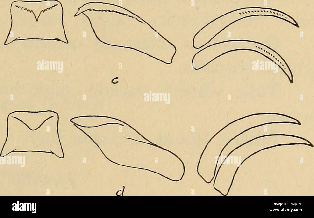 Annals Of The South African Museum Annale Van Die Suid Afrikaanse Museum Natural History Fig 28 Radula Teeth Of Vermetus Natalensis Morch B V Corrugatus Thiele N Sp D Tenagodus Chuni