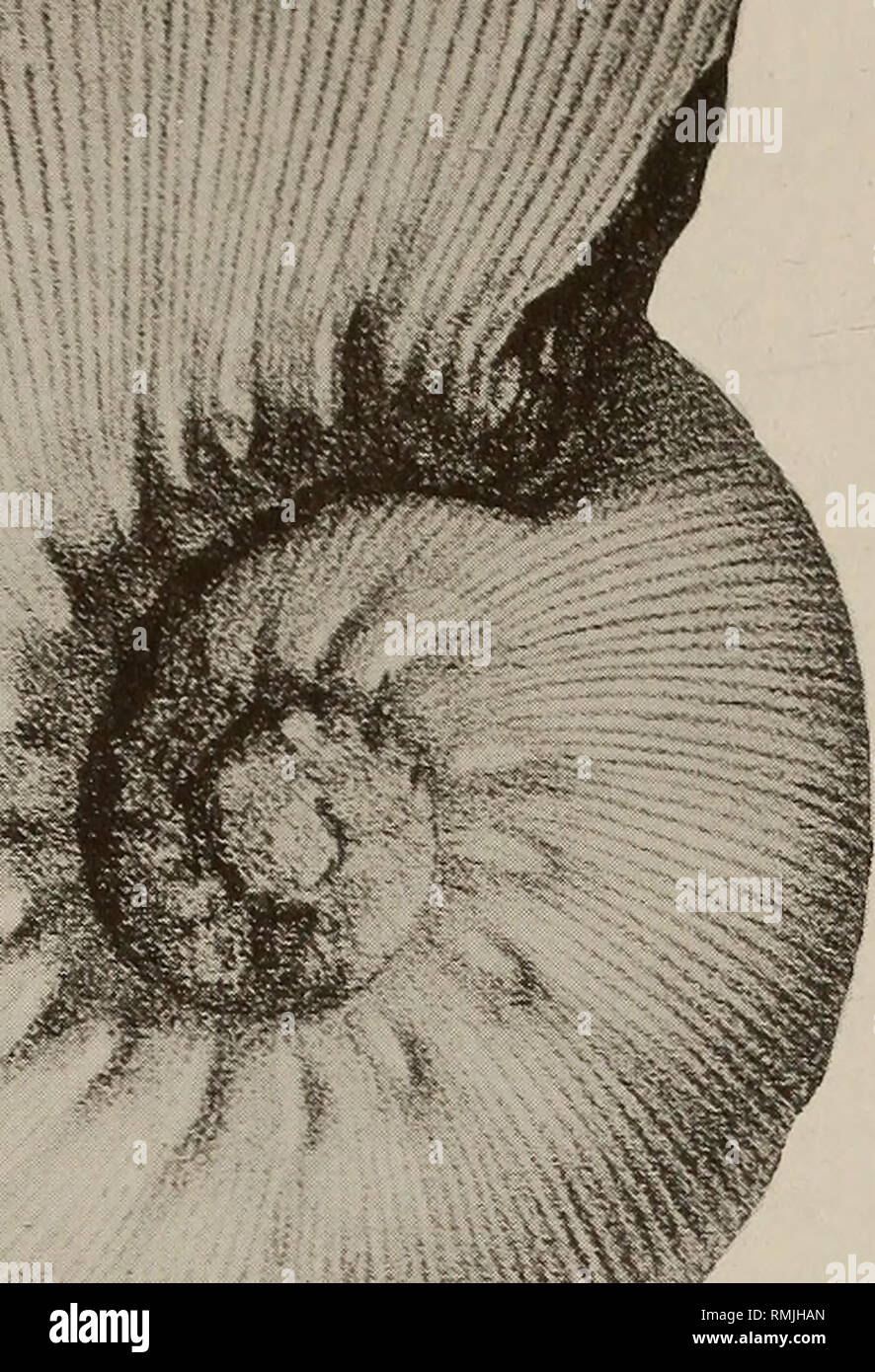 . Annals of the South African Museum = Annale van die Suid-Afrikaanse Museum. Natural history. REVISION OF LATE VALANGINIAN CEPHALOPODA 327 --tffiliWflffk. Fig. 177. Olcostephanus {Olcostephanus) filosus (Baumberger) (after Bayle 1878), x 1. Olcostephanus elongatus (Tzankov) (Fig. 175) is based upon a strongly compressed, crushed juvenile only 20 mm in diameter. There are about 20 primaries on the outer whorl which terminate in bullae on the umbilical shoulder, from which arise 4-5 prorsiradiate secondaries, some of which occasionally bifurcate. Parabolae are lacking and the outer whorl shows  Stock Photo