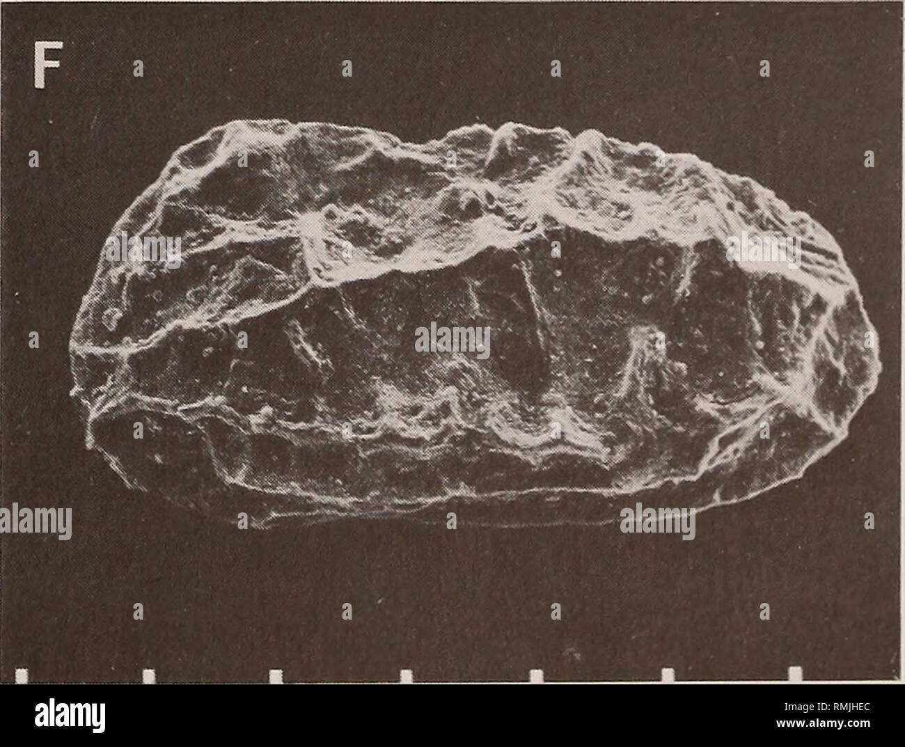 . Annals of the South African Museum = Annale van die Suid-Afrikaanse Museum. Natural history. Fig. 26. A. Collisarboris? Stanley ensis, SAM-PC6081, RV, DSDP 327, core 15-2/132-136 cm, late Albian. B. Sphaeroleberis? sp. A, SAM-PC6082, LV of carapace, local- ity 153, Mkuze, Zululand, Albian III. C-F. Sondagella theloides Dingle, 1969. C-D. TBD 1113, Agulhas Bank, Middle-Upper Albian. These two specimens are part of the popu- lation identified by Dingle (1971) as Amphicytherura (Sondagella) theloides acuta. C. SAM-PC6083, RV. D. SAM-PC6084, LV. E-F. Locality 153, Mkuze, Zululand, Albian III. E. Stock Photo