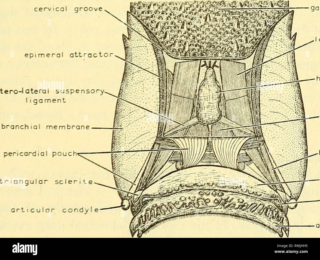 . Annals of the South African Museum = Annale van die Suid-Afrikaanse Museum. Natural history. THE ANATOMY OF THE CAPE ROCK LOBSTER 47 lateral end of the cervical groove, where it terminates approximately at the level of the anterior mandibular apodeme. All the fibres are attached to the carapace and are inserted on the inner, dorsal margin of the epimeral plates opposite the upper limit of the lining of the branchiostegite. The whole strip is clearly divisible into an outer or lateral series of short fibres and an inner row of somewhat longer, more medial fibres and, as the latter is interrup Stock Photo