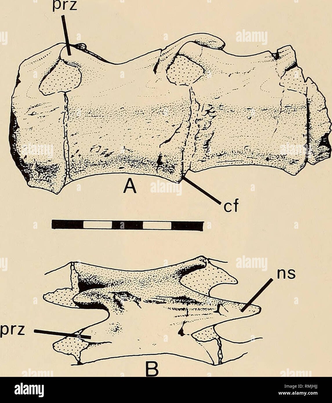 . Annals of the South African Museum = Annale van die Suid-Afrikaanse Museum. Natural history. 300 ANNALS OF THE SOUTH AFRICAN MUSEUM. Fig. 7. Kangnasaurus coetzeei Haughton. Arti- culated mid-caudal vertebrae, SAM-2731f. A. Lateral view. B. Dorsal view. Note the longitudinally grooved neural spines and sub- pentagonal centra. Bar scale = 25 mm.. Please note that these images are extracted from scanned page images that may have been digitally enhanced for readability - coloration and appearance of these illustrations may not perfectly resemble the original work.. South African Museum. Cape Tow Stock Photo