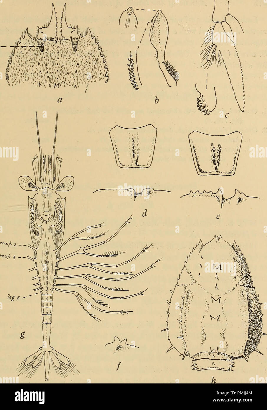 . Annals of the South African Museum = Annale van die Suid-Afrikaanse Museum. Natural history. Fig. 105.—Polycheles demani Stebb. a, front of carapace (asymmetrical), and bases of 1st antennae, b, ventral view of pleopod 1 &lt;$, with scabrous apex in dorsal view and portion of row of coupling-hooks further enlarged, c, endopod of pleopod 2 &lt;J, with apex of appendix interna further enlarged, setae and exopod omitted. Stereomastis sculpta (S. I. Smith), d, dorsal view of 6th abdominal segment, and profile of 6th segment and base of telson. Stereomastis nana (S. I. Smith), e, the same. Stereo Stock Photo