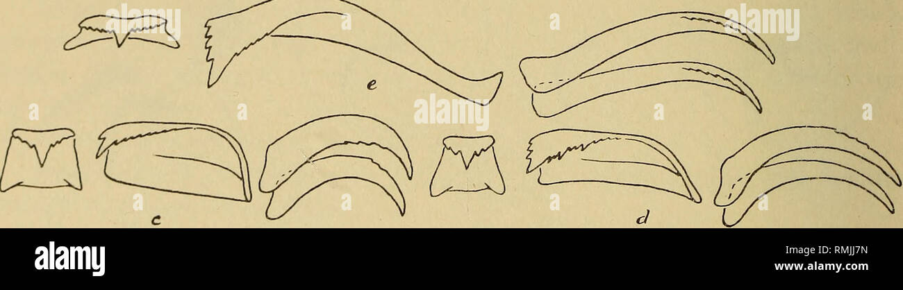 . Annals of the South African Museum = Annale van die Suid-Afrikaanse Museum. Natural history. js^si, r^S;. Fig. 11. Radula teeth of: a, Crepidula porcellana Lam. b, C. aculeata (Gmelin). c, Calyptraea chinensis (Linn.), d, 67. aurita Rve. e, Capulus intortus Lam. Distribution. Europe, Mediterranean, west coast of Africa to Angola. Remarks. Smooth and prickly examples may occur in the same locality, e.g. those from Buffels Bay, and from Cape Infanta. There seems no reason to bring solida into the fauna list; von Martens's specimen was certainly only an unusually thick-shelled chinensis. Tomlin Stock Photo
