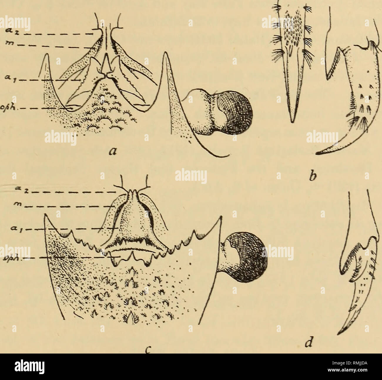 Annals of the South African Museum = Annale van die Suid