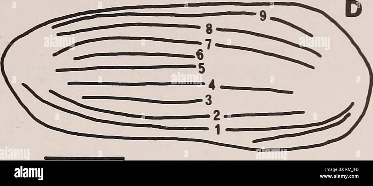 . Annals of the South African Museum = Annale van die Suid-Afrikaanse Museum. Natural history. Fig. 10. Comparison of rib patterns in specimens of Cytherura? oertlii sp. nov. Numbering system has no significance other than to compare equivalent ribs. A. SAM-PC6034, LV, DSDP 327, core 15-2/132-136 cm, late Albian. B-C. Holotype, SAM-PC6033 RV(B), LV(C), DSDP 327, core 18-6/106-110 cm, middle Albian. D. Specimen illustrated by Oertli (1974, plate 7 (fig. 1)) as indet. sp. B from DSDP 260, core 9/cc, north-western Australia, Middle-Upper Albian. Scale bars= 100/a. Description External features. S Stock Photo