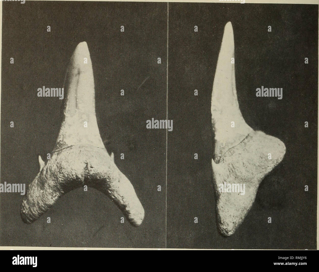 . Annals of the South African Museum = Annale van die Suid-Afrikaanse Museum. Natural history. 434 ANNALS OF THE SOUTH AFRICAN MUSEUM. Fig. 37. Tooth of Carcharias taurus Rafinesque from Birbury Farm, Bathurst District, south-east Cape. Total length 35 mm. See also Figure 38C showing teeth of C. taurus from Sapolwana, Zululand. Odontaspis macrota (Agassiz, 1843) 1843-Otodus macrotus Agassiz: vol. 3: 273, pi. 32 (figs 29-31). I8$9b—Lamna macrota (Agassiz). Woodward: 402. 1932 — Odontaspis macrota (Agassiz). Zittel: 76. 1962 — Odontaspis macrota (Agassiz). Mountain: 9. 1973 — Odontaspis macrota  Stock Photo