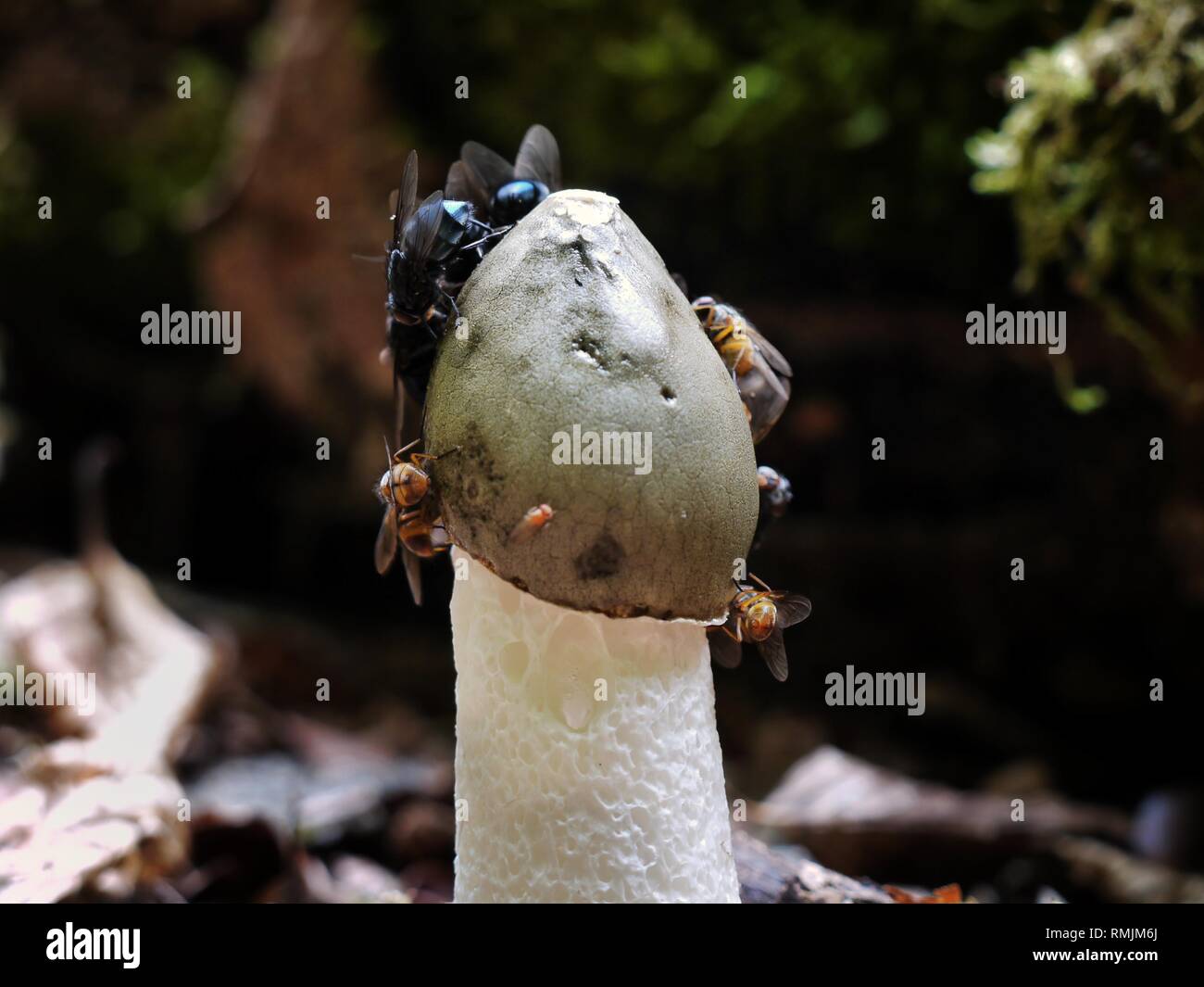 A host of flies feeding on the spore mass of a Stinkhorn Fungus, Phallus impudicus. The files are attracted by the strong smell. Stock Photo