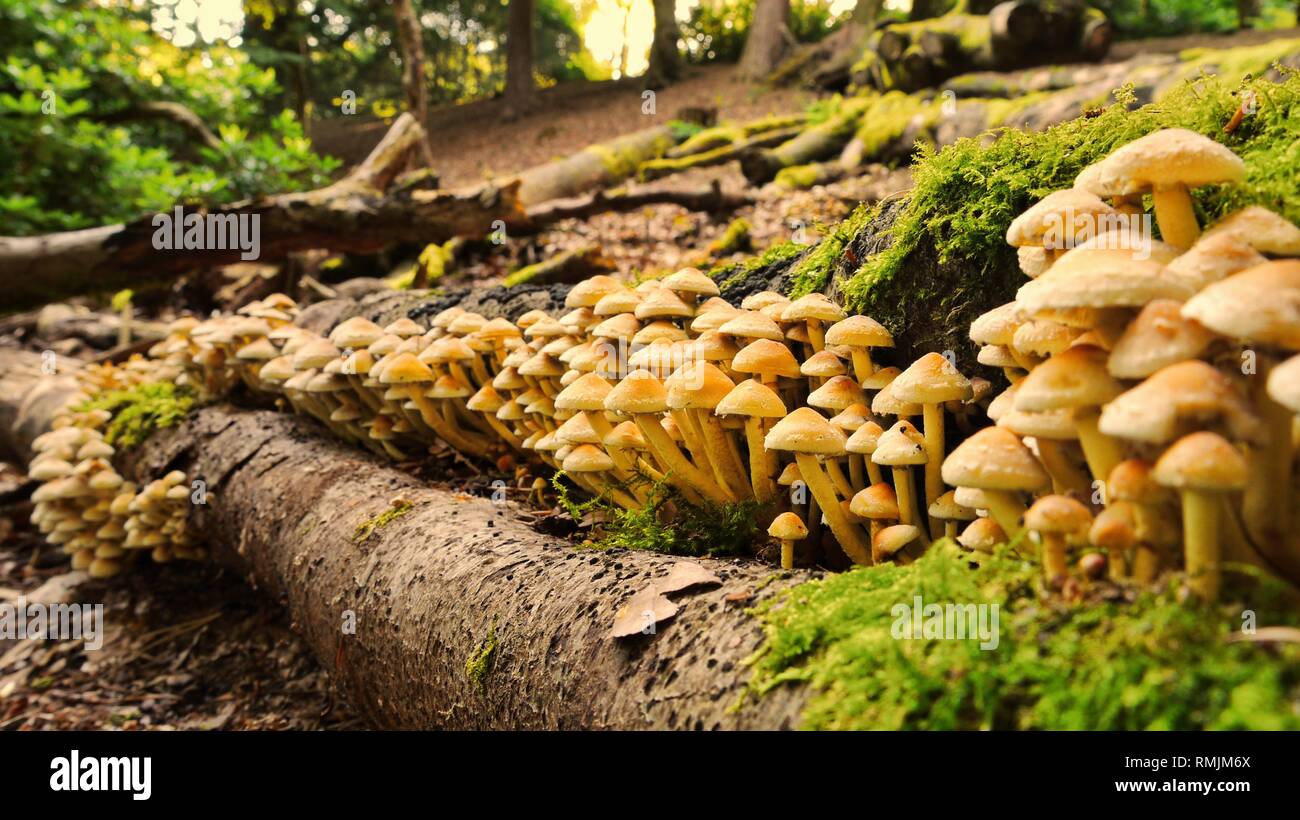 A large group of Sulphur Tuft Fungus, Hypholoma fasciculare, growing ...