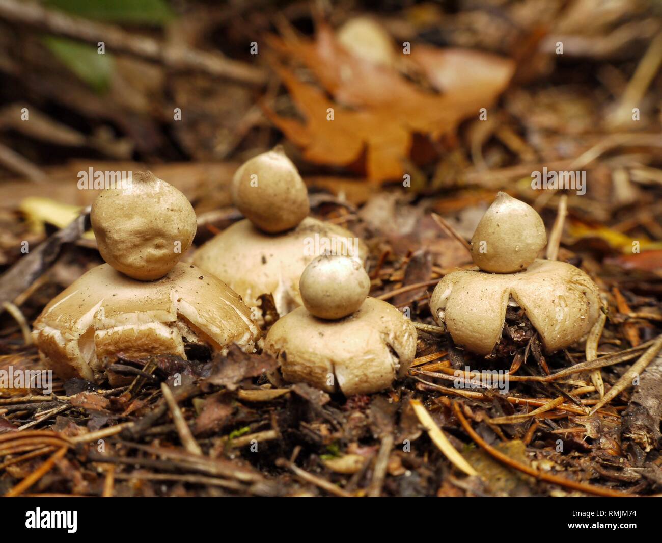 A group of Collared Earthstar fungi, Geastrum Triplex. Stock Photo