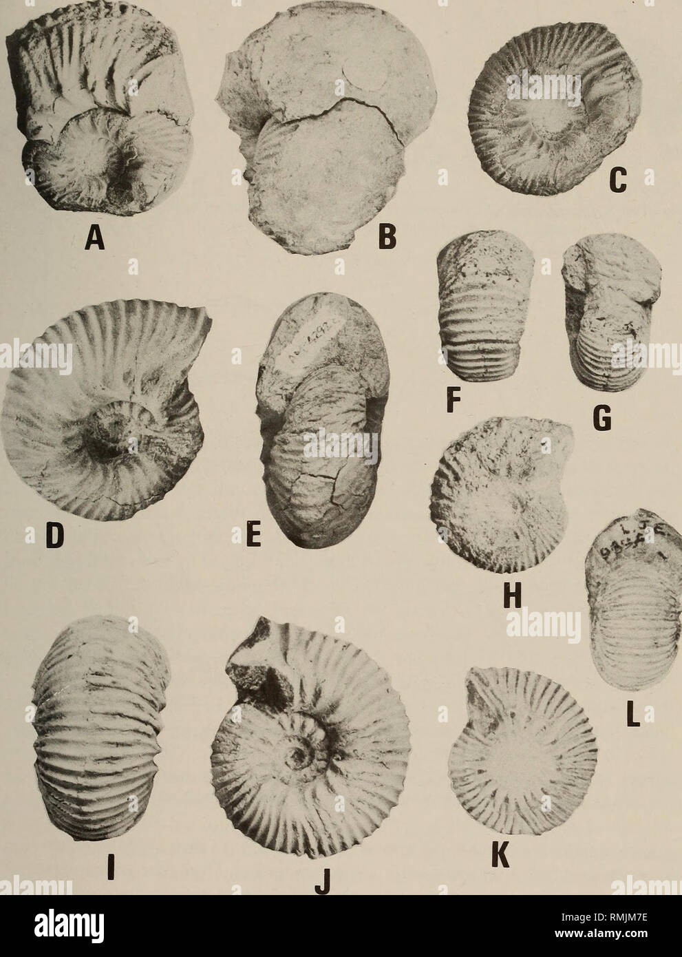 . Annals of the South African Museum = Annale van die Suid-Afrikaanse Museum. Natural history. REVISION OF LATE VALANGINIAN CEPHALOPODA 265. Fig. 115. Olcostephanus {Olcostephanus) baini baini (Sharpe). A-C. Lateral, front and lateral views of the inner whorls of AM-2346, an immature macroconch, x 075. D-E. Lateral and front views of AM-4292c, a microconch, x 0,75. F-H. Ventral, front and lateral views of a juvenile, SAM-PCU1536, doubtfully included here. Note the flattened venter and quadrate whorl section, x 1. I-J. Ventral and lateral views of a microconch in the Albany Museum, x 1. K-L. La Stock Photo