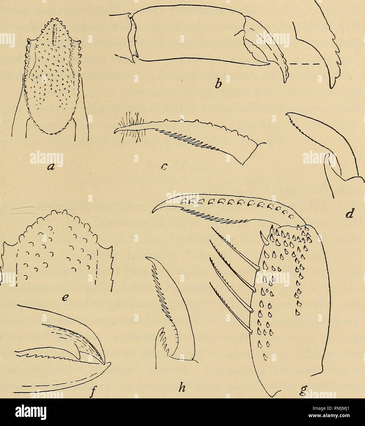 . Annals of the South African Museum = Annale van die Suid-Afrikaanse Museum. Natural history. Descriptive Catalogue of South African Decapod Crustacea. 521 Locality.—St. Francis Bay (S. Afr. Mus.). Remarks.—Described from a single ovigerous $ returned unidentified by Stebbing, and appendages of another specimen mounted on a slide by Stebbing.. Fig. 97.—Upogebia assisi Brnrd. a, anterior part of carapace, b, outer side of hand of chela, setae omitted, with apex of finger further enlarged, c, dactyl of 3rd (and 4th) leg, only apical setae shown, d, apex of 6th joint and dactyl of 5th leg, setae Stock Photo