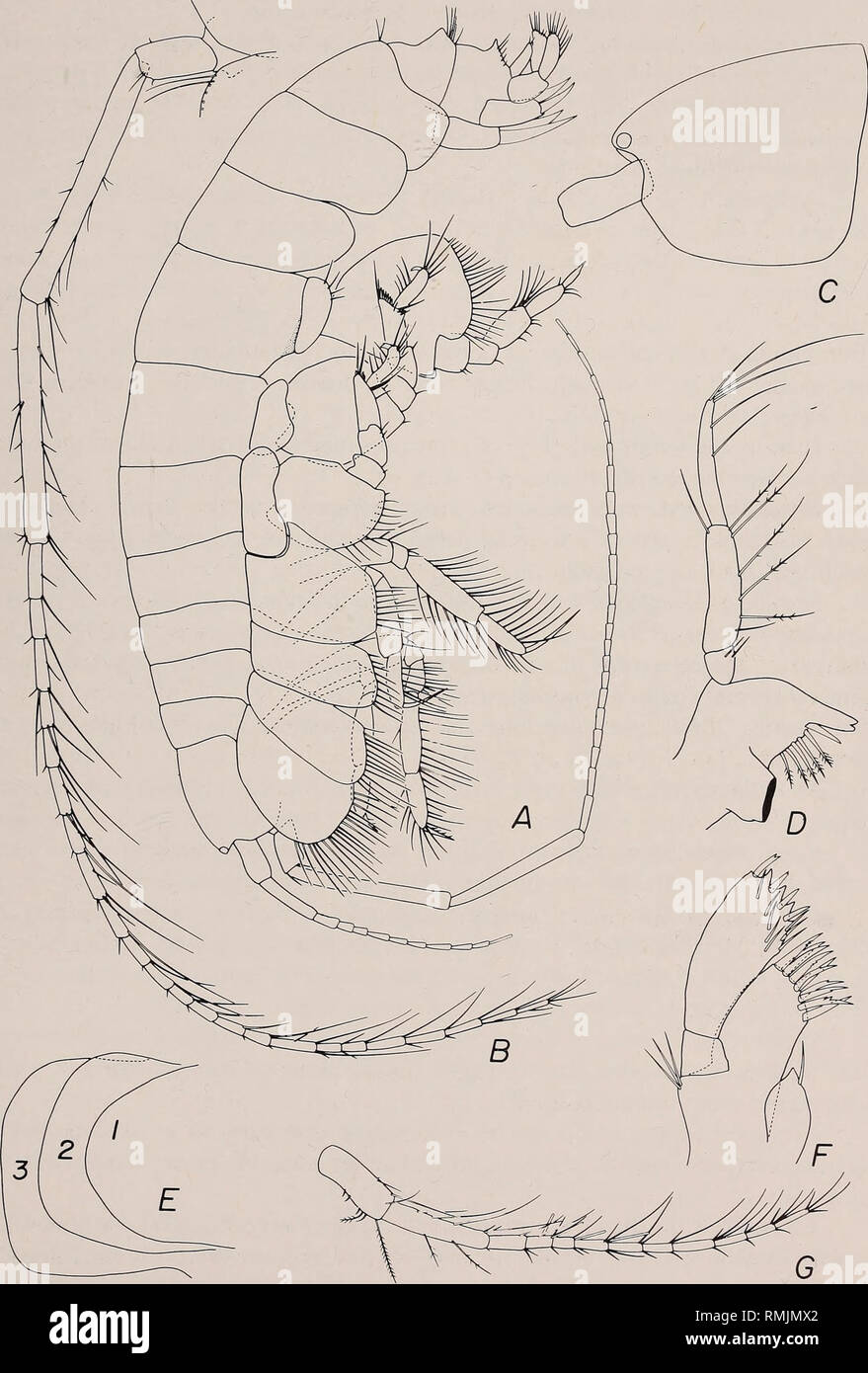 . Annals of the South African Museum = Annale van die Suid-Afrikaanse Museum. Natural history. SYNONYMIZATION OF TRIODOS K. H. BARNARD WITH AMPELISCA KROYER 257. Fig. 1. Ampelisca insignis (K. H. Barnard), female 8,6 mm. A. Lateral body. B. Antenna 2. C. Lateral head. D. Left Mandible. E. Epimera 1-3, number placed near posteroventral corner of each. F. Maxilla 1 (11th spine on outer plate hidden). G. Antenna 1.. Please note that these images are extracted from scanned page images that may have been digitally enhanced for readability - coloration and appearance of these illustrations may not p Stock Photo