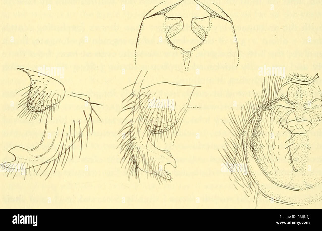 Tregite 9 Rounded . Annals of the South African Museum = Annale van die Suid-Afrikaanse ...