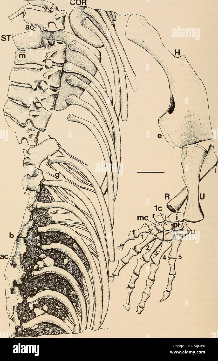 . Annals of the South African Museum = Annale van die Suid-Afrikaanse Museum. Natural history. 254 ANNALS OF THE SOUTH AFRICAN MUSEUM COR. Fig. 2. Hovasaurus boulei, MNHN 1908-32-59. Abbreviations: ac—accessory articulation on neural spine, b—ballast, COR—coracoid, e—entepicondyle, g—gastralia, H—humerus, i—intermedium, lc—lateral centrale, m—mammillary process, mc—medical centrale, pi—pisiform, R—radius, r—radiale, ST—sternum, U—ulna, u—ulnare. Scale = 1 cm.. Please note that these images are extracted from scanned page images that may have been digitally enhanced for readability - coloration Stock Photo