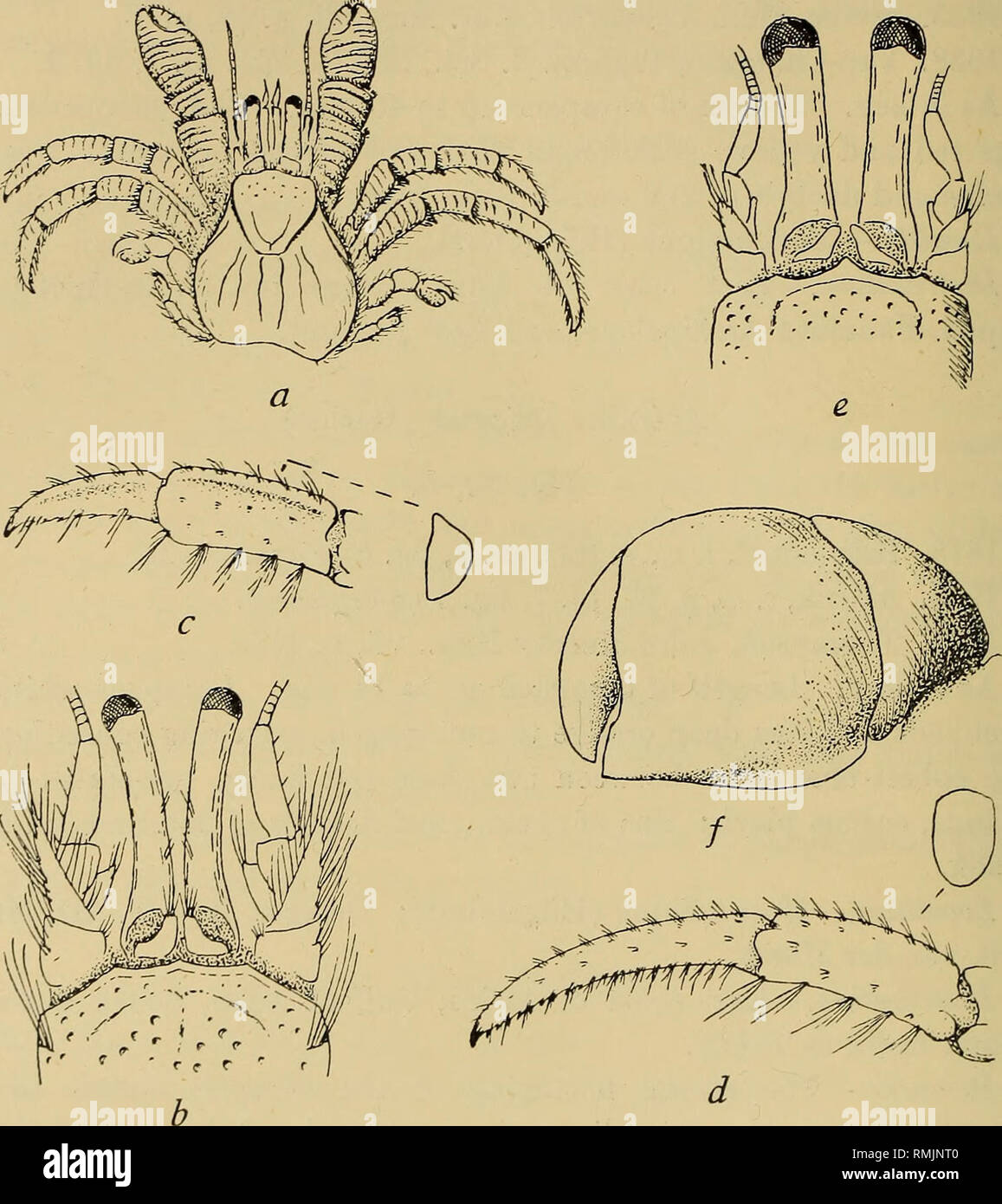 Aniculus aniculus hires stock photography and images Alamy