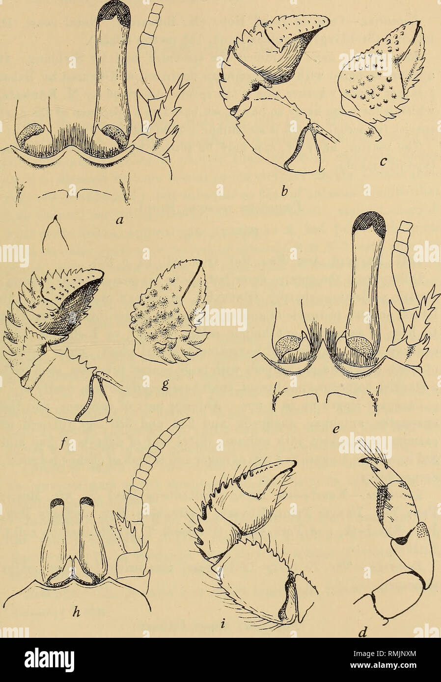 . Annals of the South African Museum = Annale van die Suid-Afrikaanse Museum. Natural history. Fig. 78.—Paguristes gamianus (M. Edw.). a, front of carapace, with ocular scales, right eye, and ant. 2 (setae on latter omitted), b, inner view of left cheliped (denuded), c, outer view of left chela, d, outer view of left 4th leg, marginal plumose setae omitted. Paguristes rosaceus Brnrd. e, front of carapace, with ocular scales, right eye, and ant. 2 (setae on latter omitted). /, inner view of left cheliped. g, outer view of left chela. Paguristes engyops Brnrd. h, front of carapace, with ocular s Stock Photo