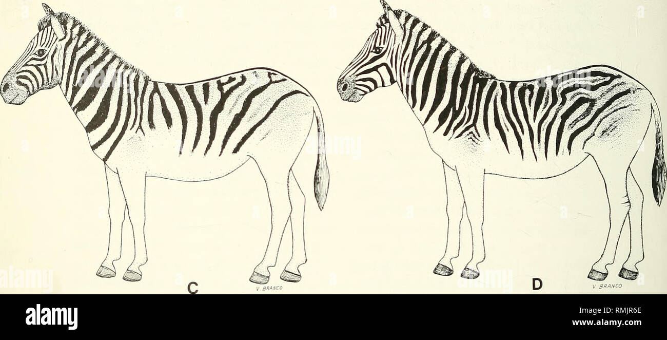 . Annals of the South African Museum = Annale van die Suid-Afrikaanse Museum. Natural history. Fig. 9. Stripe patterns and tone of basic colours of various plains zebras, shown in standardized outline. A. Female quagga at Mainz Museum. B. Burchell's zebra from Zululand (same as Fig. 7B). C. Male Burchell's zebra at Leiden Museum. D. Burchell's zebra from Zululand (same as Fig. 7D). E. Quagga at Tring Museum (near London). F. Type of true Burchell's zebra, British Museum (Natural History) (destroyed). G. Quagga at Berlin Museum. H. Male quagga at Mainz Museum. I. Burchell's zebra at Mainz Museu Stock Photo