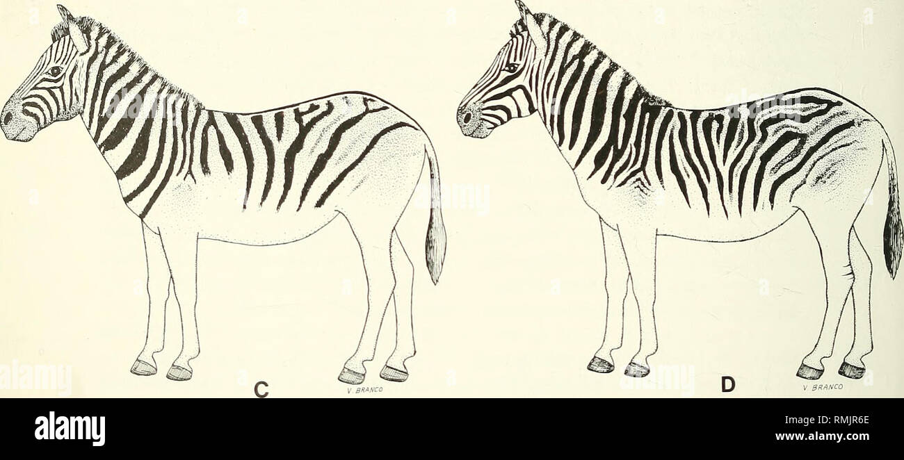 Annals of the South African Museum = Annale van die Suid-Afrikaanse Museum.  Natural history. Fig. 9. Stripe patterns and tone of basic colours of  various plains zebras, shown in standardized outline.