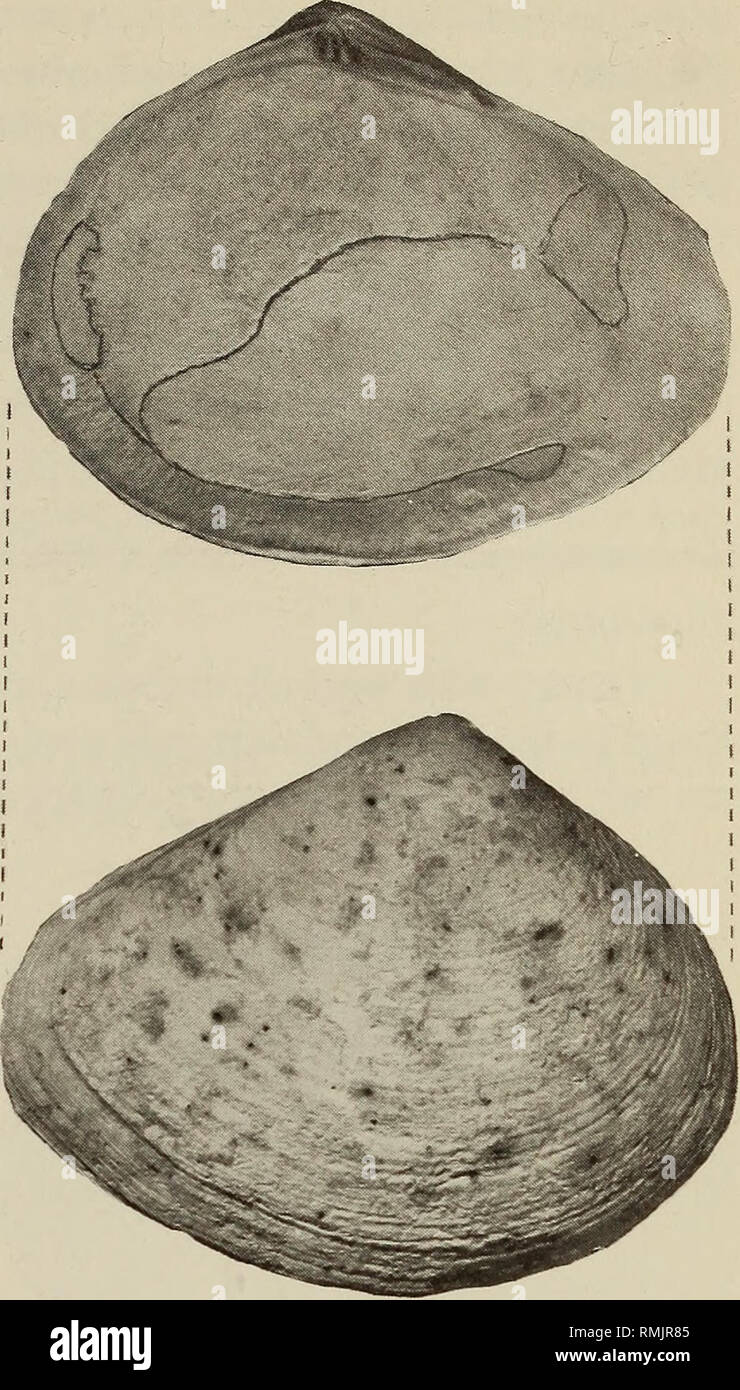 . Annals of the South African Museum = Annale van die Suid-Afrikaanse Museum. Natural history. 20 r Fig. 21. Macoma (Heteromacoma) tricostata (Romer, 1872). Note variation in form. (Verlorevlei.) Distribution records Verlorevlei, 4 m a.s.l. (S.A.M.). Remarks Specimens from Verlorevlei agree well with Recent valves from Angola, except in being thicker. While these specimens resemble Nickles's figure (1950: fig. 432) of the exterior of Tellina nymphalis Lamarck, 1818, they disagree with Romer's excellent figures (1872: pi. 45, figs 1-4) of the same species. These show a non-rostrate shell with m Stock Photo