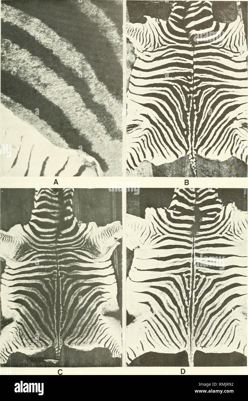 . Annals of the South African Museum = Annale van die Suid-Afrikaanse Museum. Natural history. .ADDITIONS TO THE REVISED LIST OF THE EXTINCT QUAGGA 39. Fig. 8. Skins of plains zebras from southern Africa. A. Precise locality unknown; note dark basic colour of upper parts compared to lower leg. B. Precise locality unknown; note numerous shadow-stripes and extensive striping. C. From game farm in Zululand; note dark basic colour of upper parts. D. From southern Kaokoveld, South West Africa; note little contact between body-stripes and dorsal midline.. Please note that these images are extracted  Stock Photo