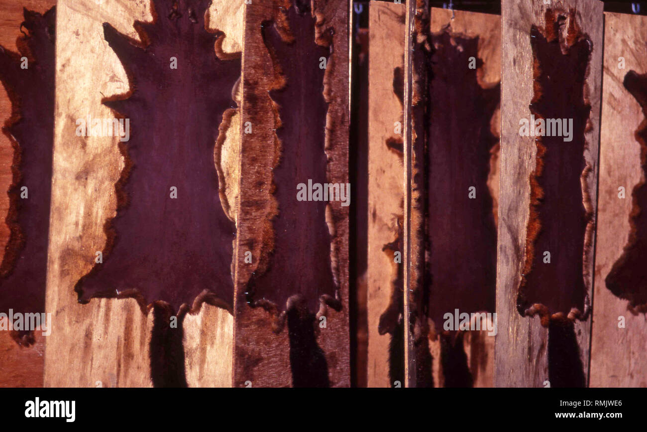 A full frame shot of possum skins drying in a tannery, in preparation for manufacturing into shoes and other items, New Zealand, circa 1993. Stock Photo