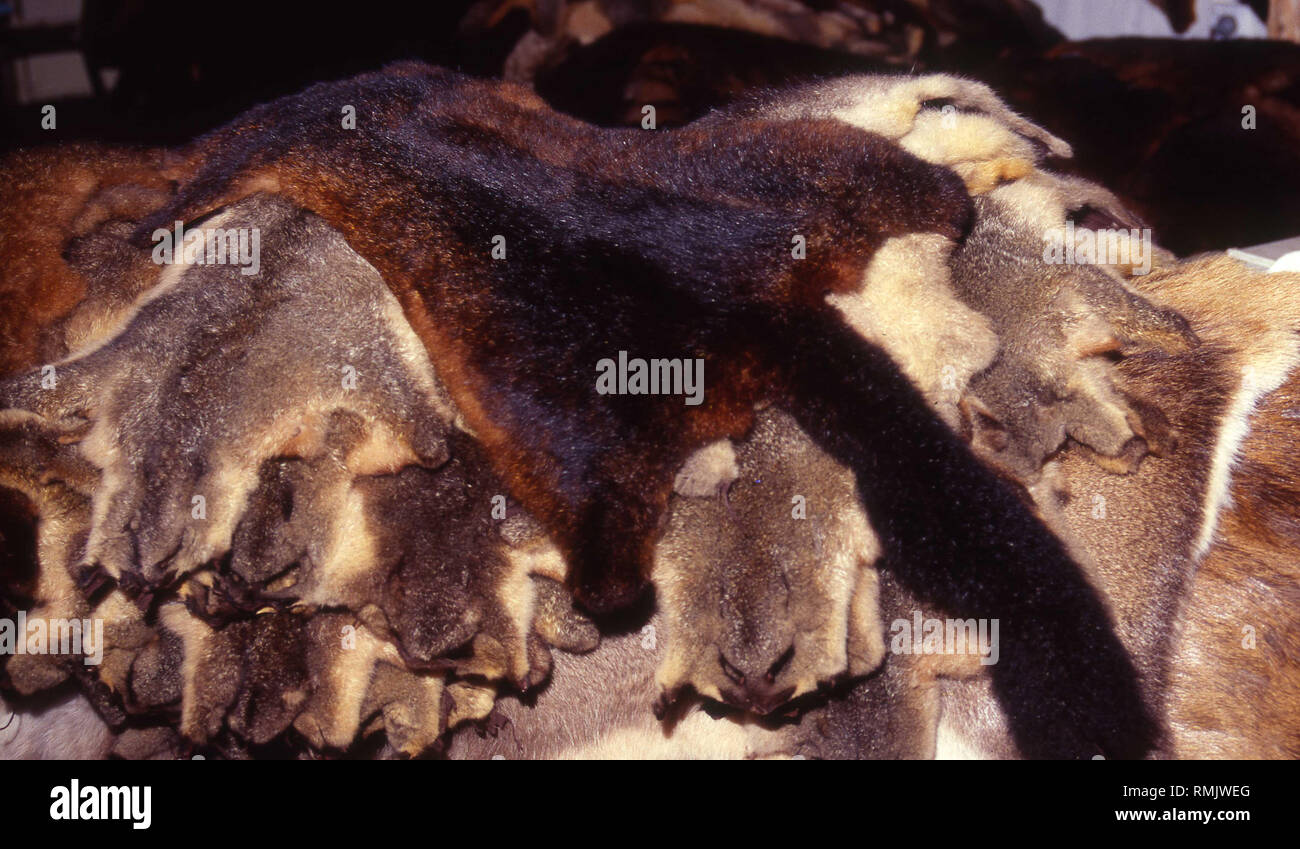 New zealand possum hires stock photography and images Alamy