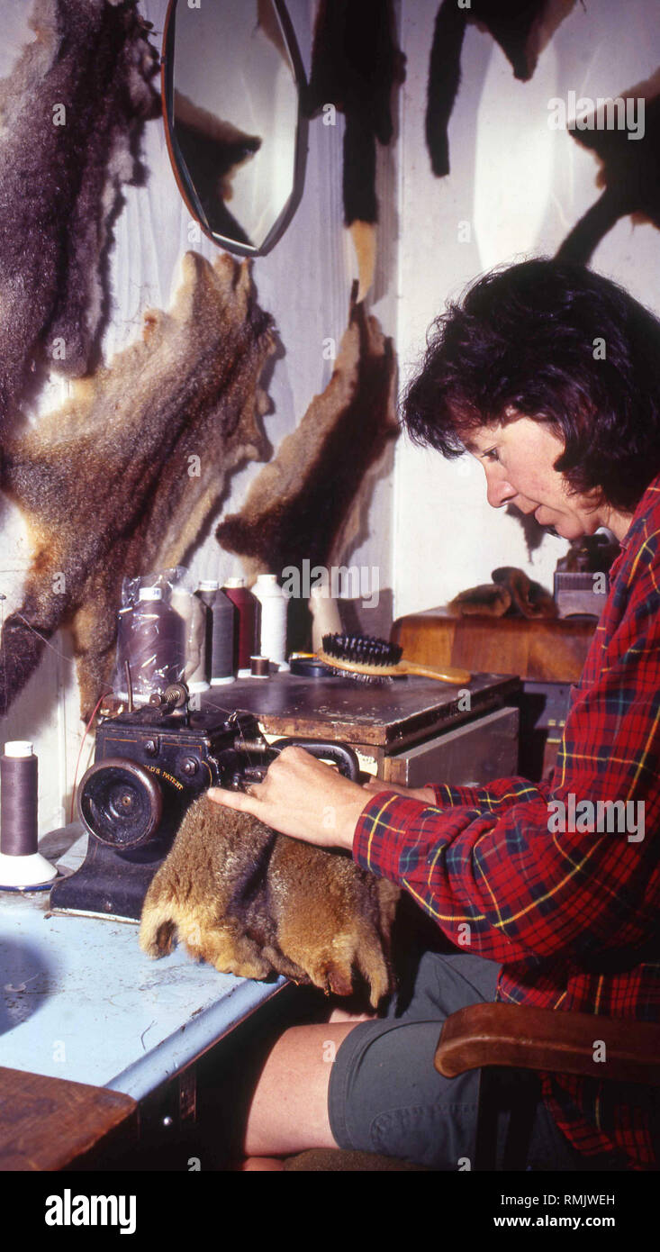 A young woman sews up a possum skin, New Zealand, circa 1993. Stock Photo