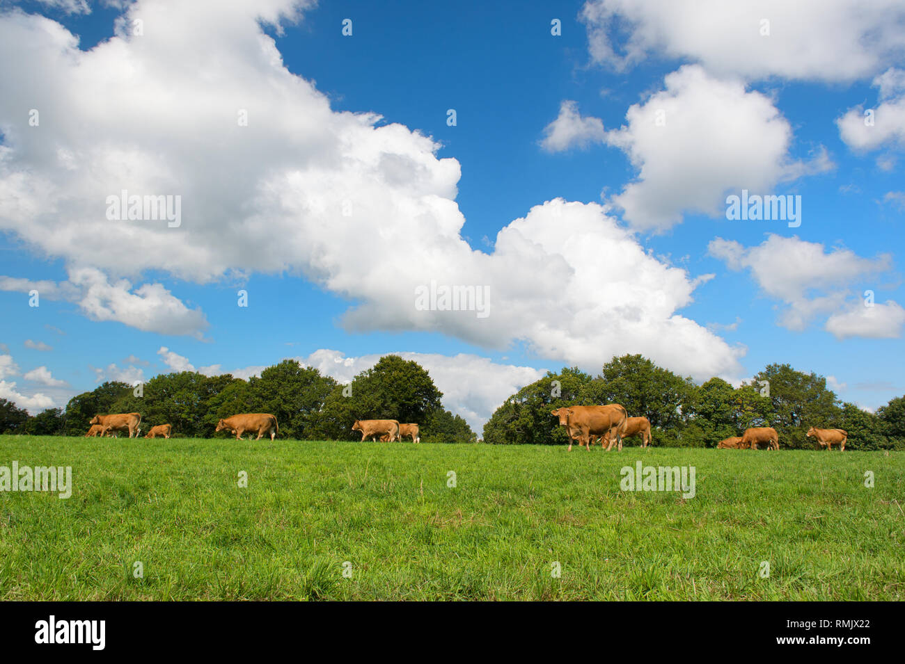 Limousin eating grass hi-res stock photography and images - Alamy
