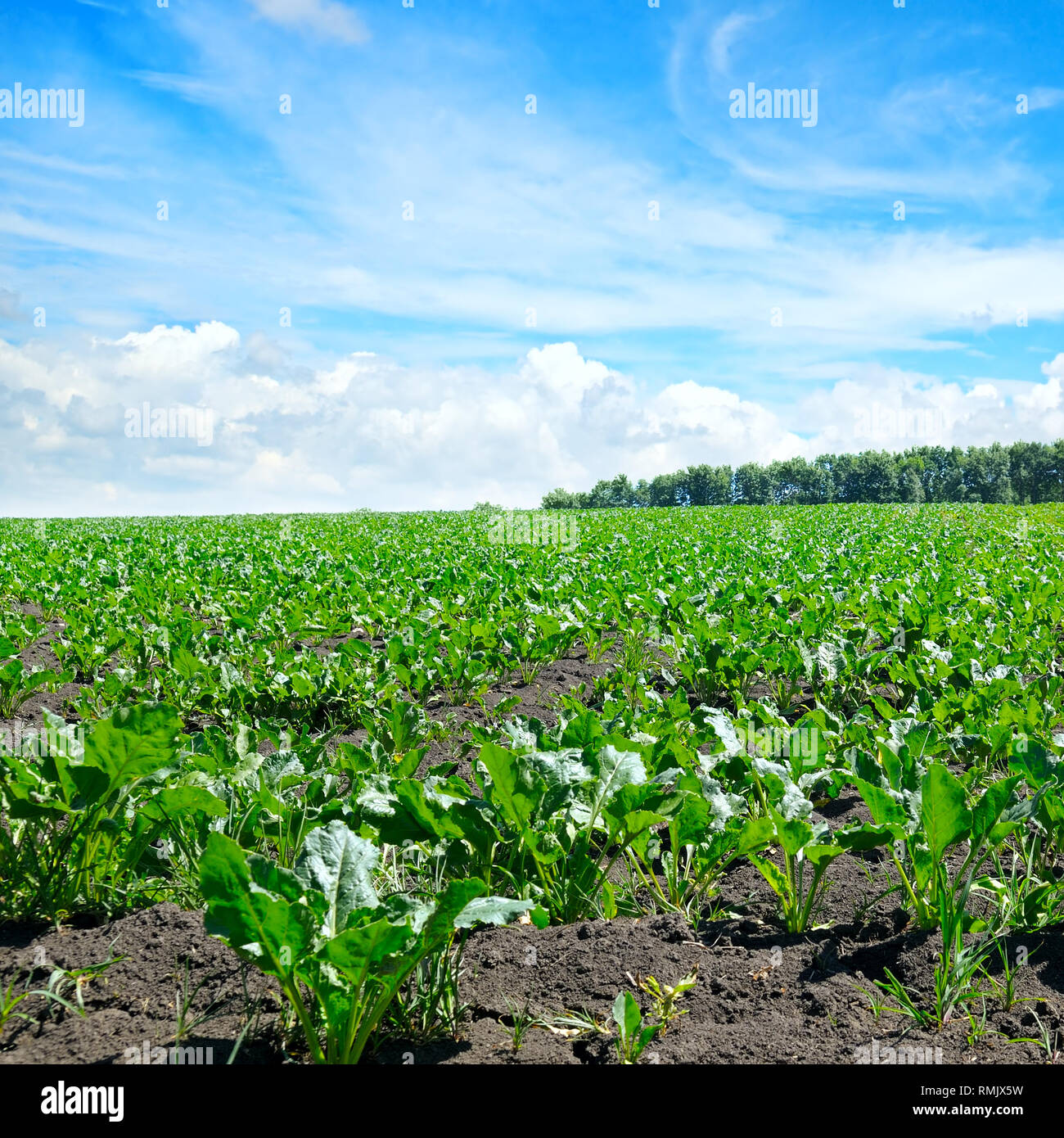 green beet field and blue sky Stock Photo Alamy