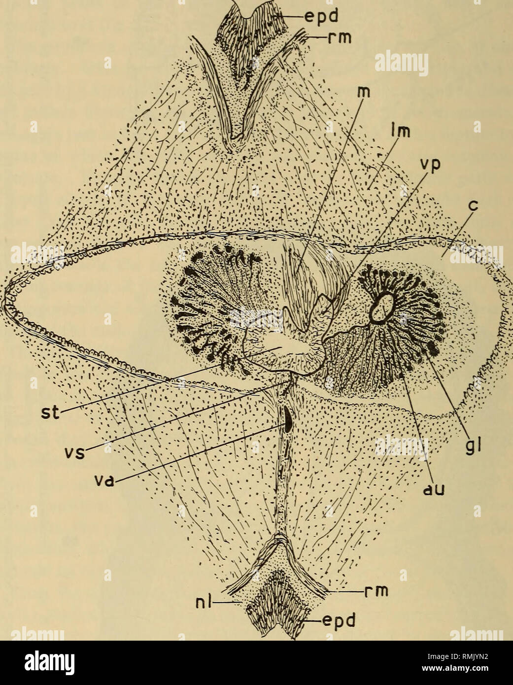 . Annals of the South African Museum = Annale van die Suid-Afrikaanse Museum. Natural history. 300 Annals of the South African Museum. septum runs from the top of the stomochord to the epidermis in a ventro-caudal direction. Probably on account of this the ventral. Fig. 5.—Willeyia delagoensis n. sp. Cross-section of anterior part of the central organs of proboscis, x 55. au, auricle of pericardium, c, coelomic cavity, epd, epidermis, gl, glomerulus. Im, longitudinal musculature, m, dorso-ventral muscle fibres. nl, nerve-fibre layer, rm, ring musculature, st, stomochord. va, ventral proboscis  Stock Photo
