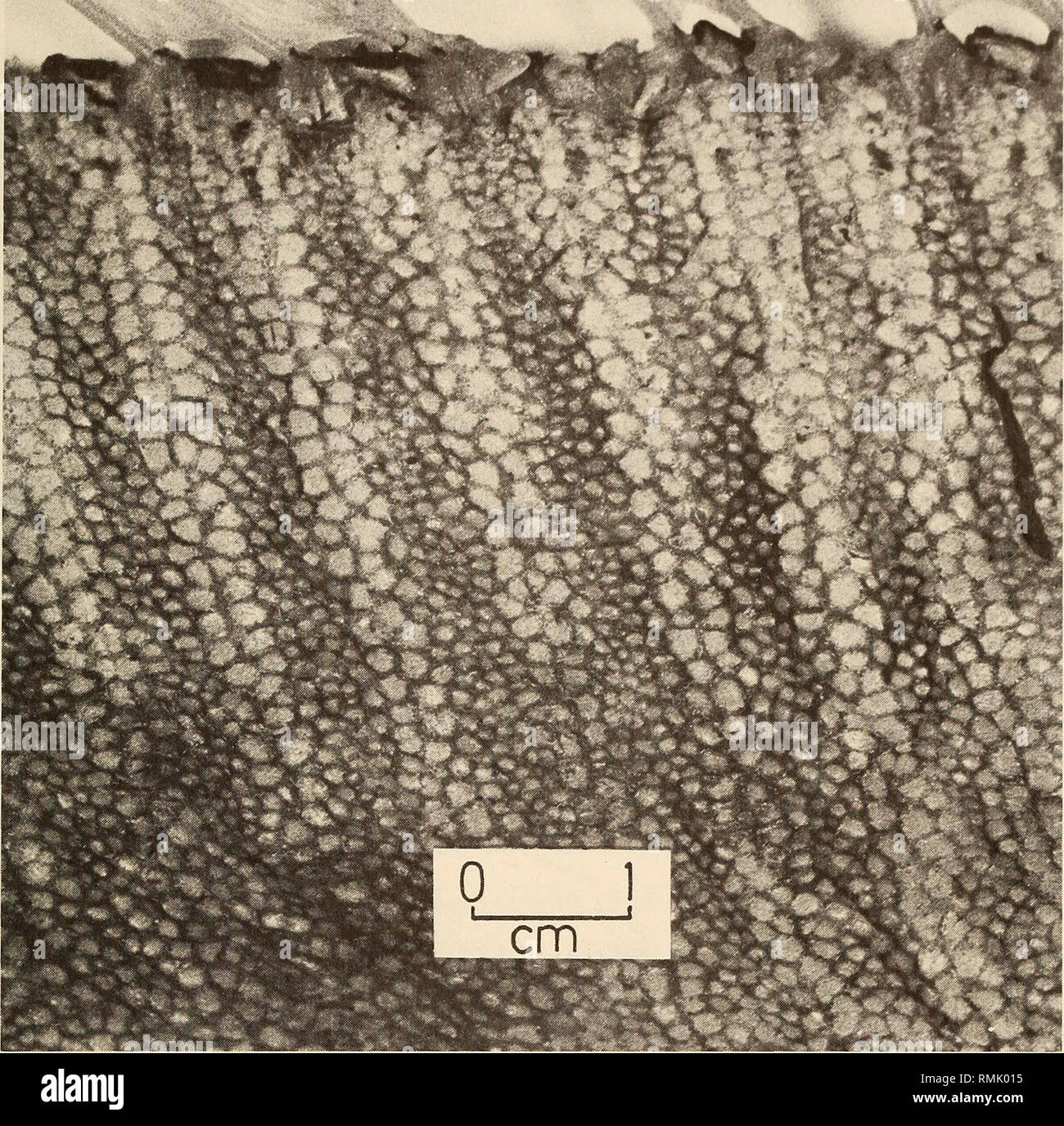 Trachipterus trachypterus hires stock photography and images Alamy