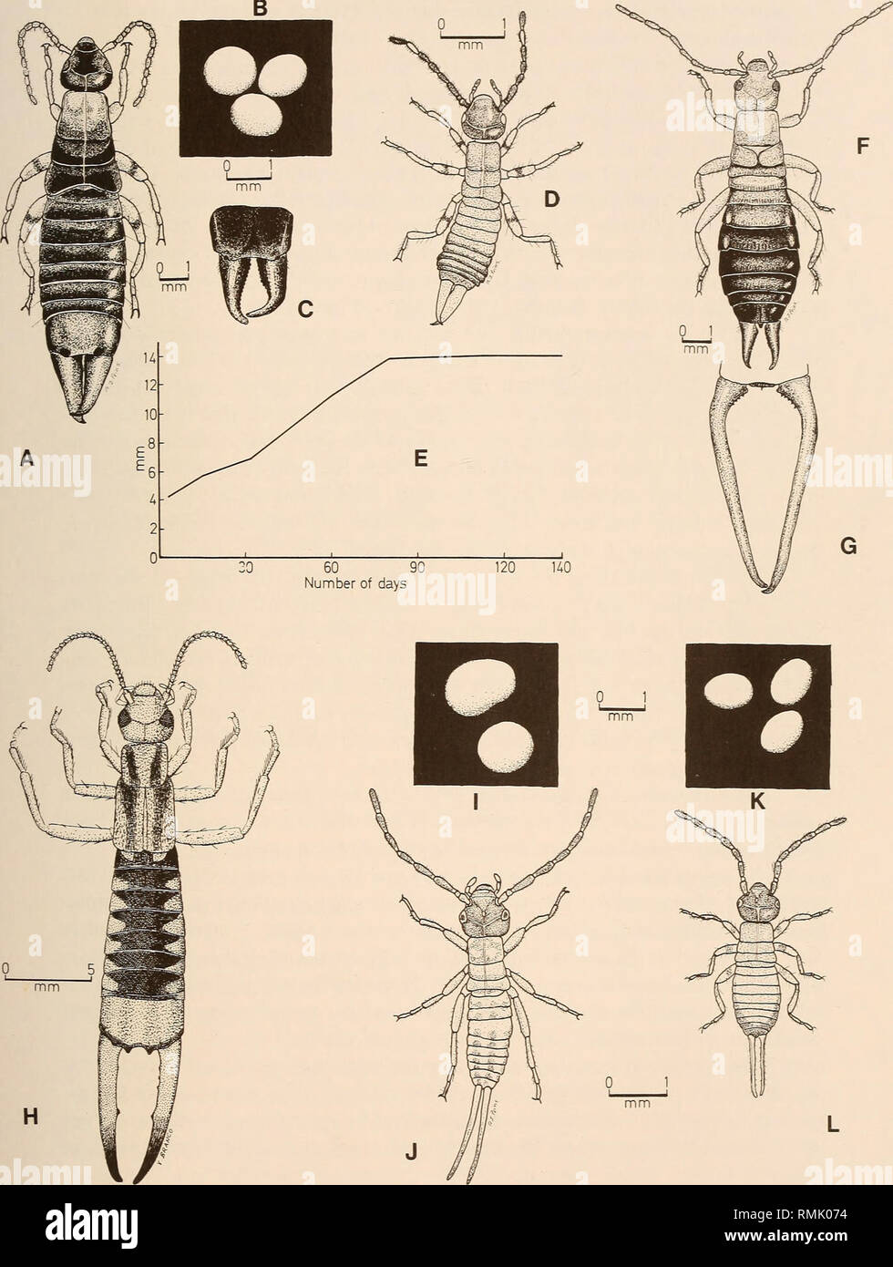 . Annals of the South African Museum = Annale van die Suid-Afrikaanse Museum. Natural history. SOUTH AFRICAN ARTHROPODS 91. Fig. 12. A-E. Euborellia annulipes. A. Adult. B. Eggs. C. Forceps of male. D. Nymph at 3 days. E. Increase in body length of nymphs as observed in the laboratory. F-G, K-L. Forficula peringueyi. F. Adult female. G. Forceps of male. K. Eggs. L. Newly hatched nymph. H-J. Labidura riparia. H. Adult. I. Eggs. J. Newly hatched nymph.. Please note that these images are extracted from scanned page images that may have been digitally enhanced for readability - coloration and appe Stock Photo