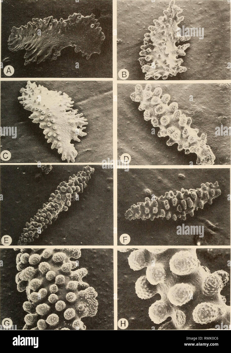 . Annals of the South African Museum = Annale van die Suid-Afrikaanse Museum. Natural history. GORGONIAN OCTOCORALS OF SOUTHERN AFRICA 267. Fig. 61. Scanning electron micrographs. Simpsonella squamifera (Kiikenthal, 1919); sclerites. A-C. Sclerites from the polyp wall. A. 0,22 mm. B. 0,12 mm. C. 0,175 mm. D-F. Coenen- chymal sclerites. D. 0,10 mm. E. 0,35 mm. F. 0,20 mm. G. Detail of a polyp wall sclerite; length of portion shown 0,06 mm. H. Detail of a coenenchyme sclerite; length of portion shown 0,04 mm.. Please note that these images are extracted from scanned page images that may have bee Stock Photo