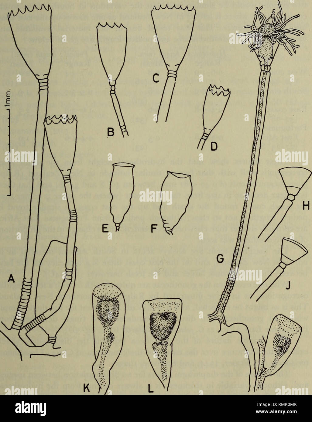 . Annals of the South African Museum. Annale van die Suid-Afrikaanse Museum. HYDROZOA OF THE SOUTH AND WEST COASTS OF SOUTH AFRICA 479 /JVAM. Fig. 14. Clytia hemisphaerica (Linn.) (A-F), and C. hummelincki (Leloup) (G-L). A-D. Various hydrothecae showing variation in total size and shape of marginal teeth: A with triangular teeth, B and D with asymmetrical teeth and C with very slender teeth. E and F. Gonothecae, corrugated type (a smooth one shown in A). G. A hydrotheca containing a hydranth, and a gonotheca. H and J. Empty hydrothecae. K and L. Gonothecae containing young medusae. , (A from  Stock Photo