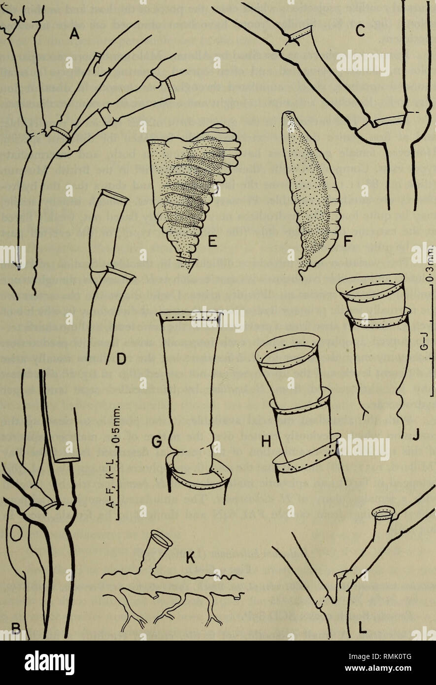 . Annals of the South African Museum. Annale van die Suid-Afrikaanse Museum. HYDROZOA OF THE SOUTH AND WEST COASTS OF SOUTH AFRICA 4b7. Fig. 10. Halecium dichotomum Allman (A-K) and H. delicatulum Coughtrey (L). A and B. Portions of stem from the distal and proximal ends respectively of the tall form, to show the incorporation of one limb of the dichotomy into a main stem. Peripheral tubes teased apart in B. (TRA 92N.) C and D. Portions of stem from TRA 38J, showing typical dichotomy in C and a unilateral branch in D. E and F. Female and male gonophores. G-J. Details of secondary hydrophores.  Stock Photo