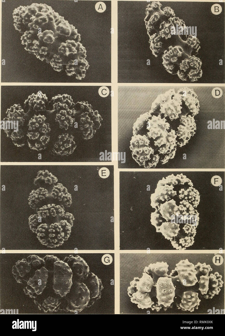 . Annals of the South African Museum = Annale van die Suid-Afrikaanse Museum. Natural history. 238 ANNALS OF THE SOUTH AFRICAN MUSEUM. Fig. 39. Scanning electron micrographs. Leptogorgia capensis (Hickson, 1900); coenenchymal sclerites. A. 0,105 mm. B. 0,08 mm. C. 0,072 mm. D. 0,062 mm. E. 0,10 mm. F. 0,085 mm. G. 0,070 mm. H. 0,085 mm.. Please note that these images are extracted from scanned page images that may have been digitally enhanced for readability - coloration and appearance of these illustrations may not perfectly resemble the original work.. South African Museum. Cape Town : The M Stock Photo