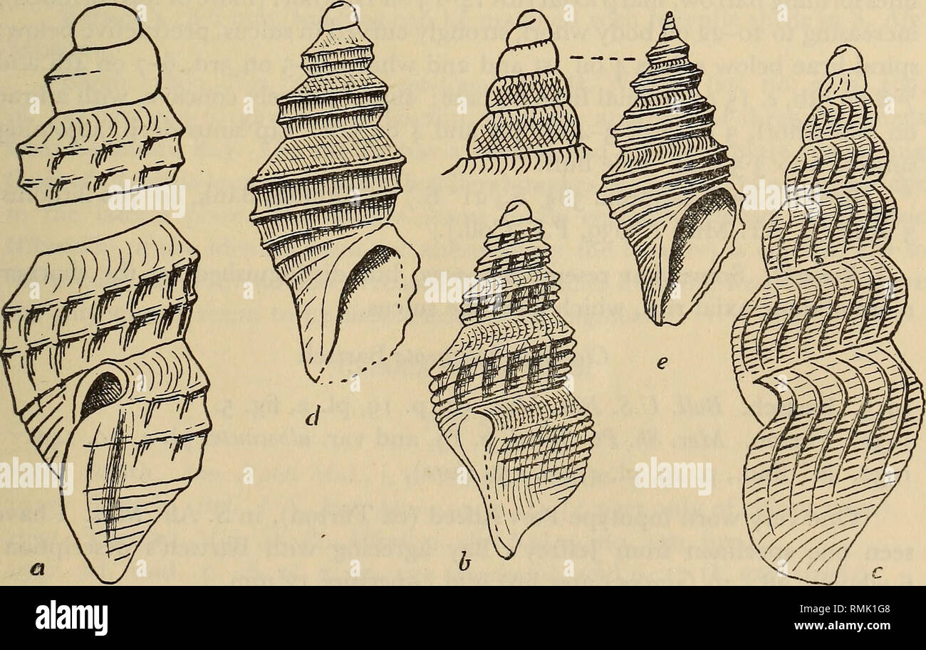 . Annals of the South African Museum = Annale van die Suid-Afrikaanse Museum. Natural history. CONTRIBUTIONS TO KNOWLEDGE OF S.A. MARINE MOLLUSCA 139 Remarks. At first sight the sculpturing suggests a young scitecostata, but the protoconch is smaller and the shell narrower. Bela alma Thiele Fig. 21 a 1925. Thiele. D. Tiefsee Exp., xvii, p. 227, pi. 37 (25), fig. 13. Aperture 1  in spire. Protoconch 2 whorls, smooth, last half whorl with median spiral lira. Postnatal whorls 4. Axial ribs slightly oblique below sulcus, c. 10 (obscure) on 1st whorl, 12 on 2nd, 15-16 on last whorl; crossed by spi Stock Photo