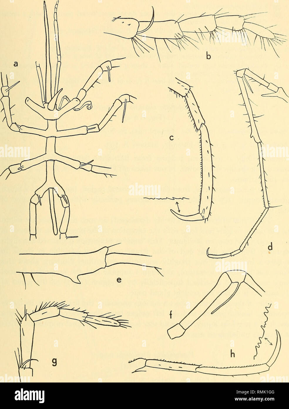 . Annals of the South African Museum = Annale van die Suid-Afrikaanse Museum. Natural history. SOUTH AFRICAN DEEP-SEA PYGNOGONIDA 335. Fig. 8. (a-e) Pantopipetta capensis (Barnard), a, trunk in dorsal view ($); b, distal segments of the palp (o*); c, distal segments of the third leg ($); d, third leg (&lt;$); e, terminal part of the femur, with the cement gland cone (&lt;$). (f-h) Pantopipetta weberi (Loman), $ (holotype). /, coxae; g, distal part of the palp; h, distal segments of the leg.. Please note that these images are extracted from scanned page images that may have been digitally enhan Stock Photo