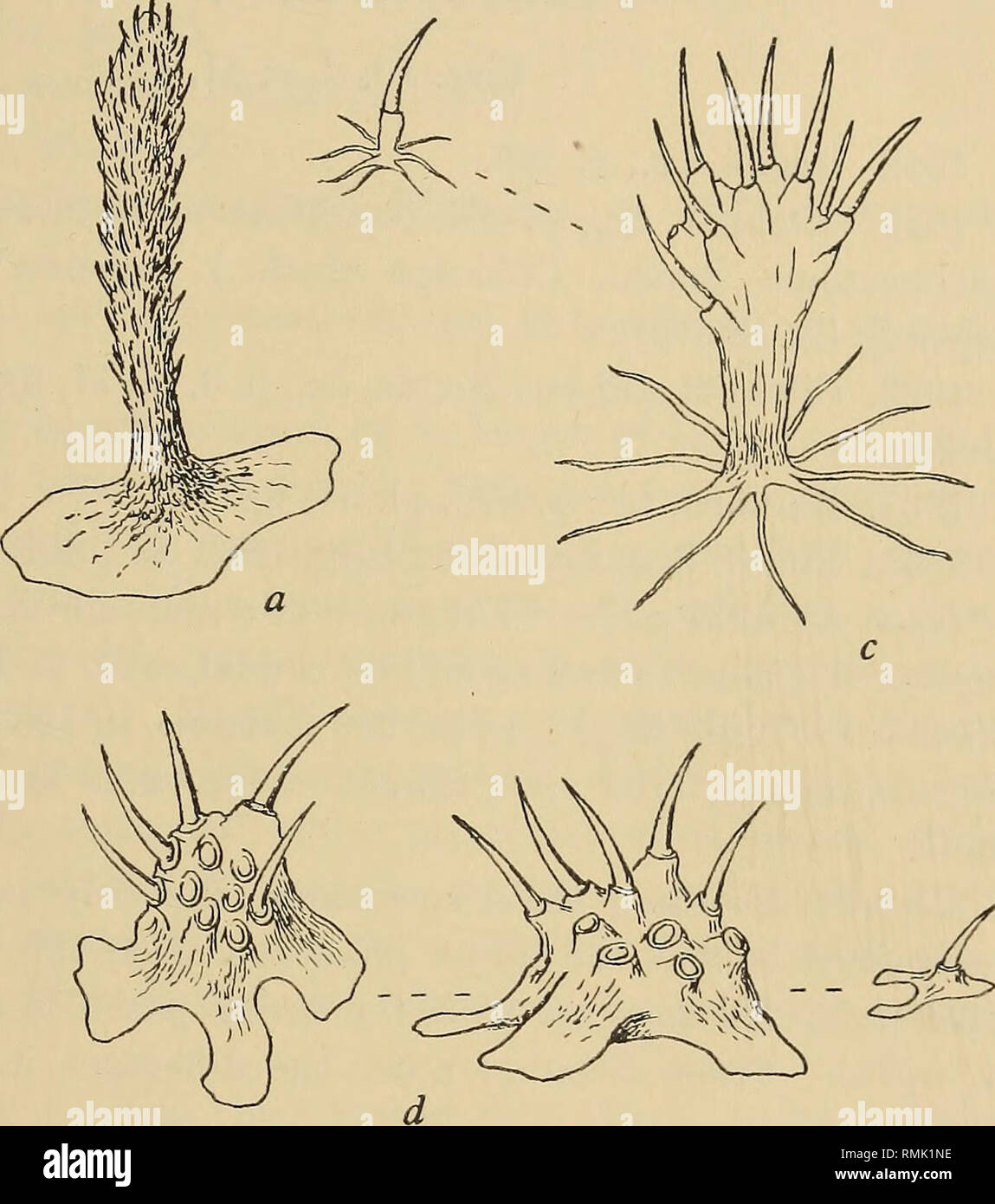 . Annals of the South African Museum = Annale van die Suid-Afrikaanse Museum. Natural history. Fig. 11.—Stromateidae, papillae from lining of oesophageal sacs, a, Psenes indicus. b, Cubiceps capensis. c, Nomeus gronovii, a small and a large papilla. d, Centrolopkus niger, on right a small papilla, or one at an early stage of growth. In Cubiceps capensis and Nomeus the papillae have stellate bases (fig. 11, b, c). In Centrolophus niger they are of heavier build, some- what like a humped-up starfish, and when closely packed they form quite a firm &quot;horny&quot; layer, which has a Polyzoan-lik Stock Photo