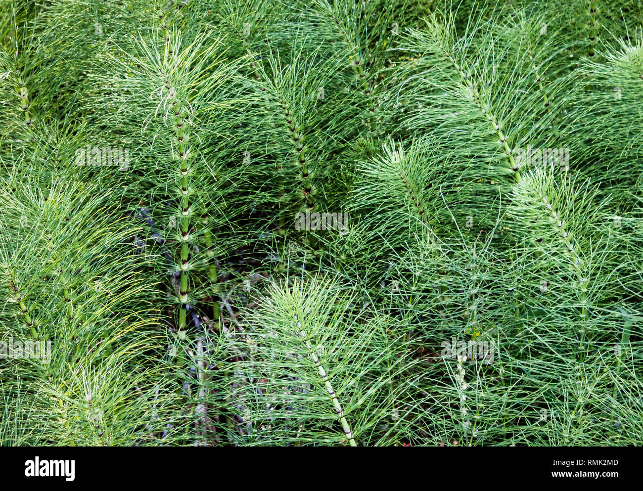A dense, bright green springtime colony of rough horsetail (Equisetem hyemale), AKA scouring rush or snake grass, fills the frame. Stock Photo