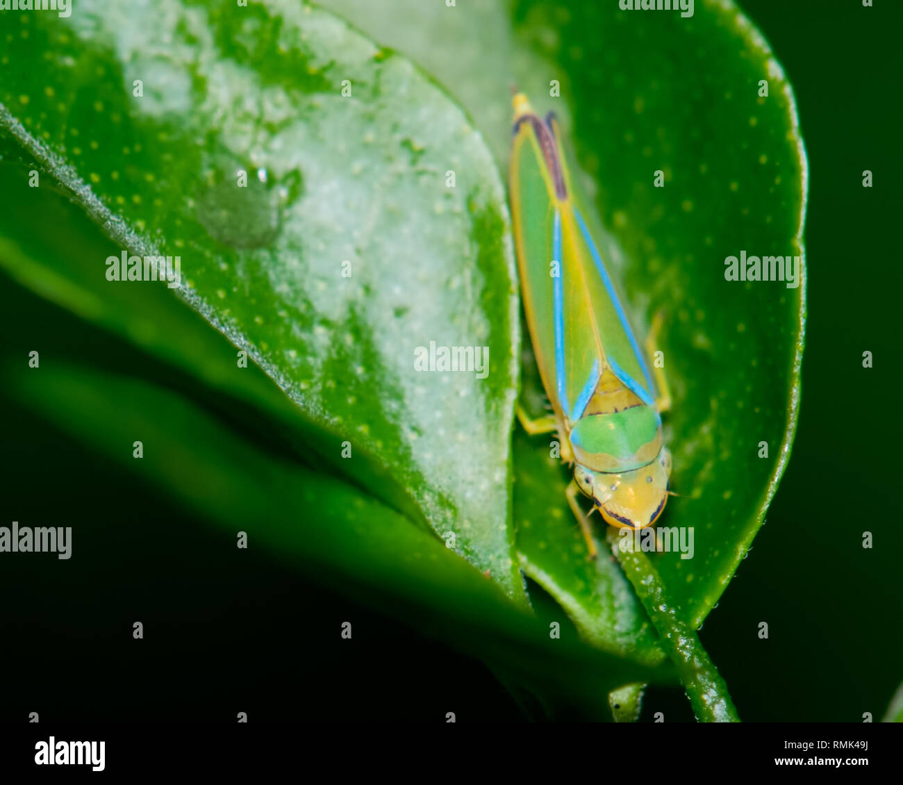 Cicadellidae Leafhopper on a leaf in Cerro Azul mountain, Panama. Stock Photo