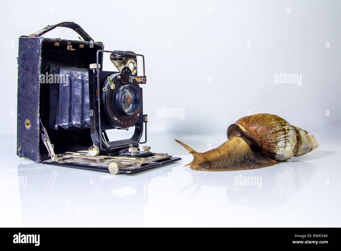 Closeup photography of a one giant snail in the Studio on a white ...